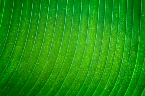 Banana leaf texture Stock Photos