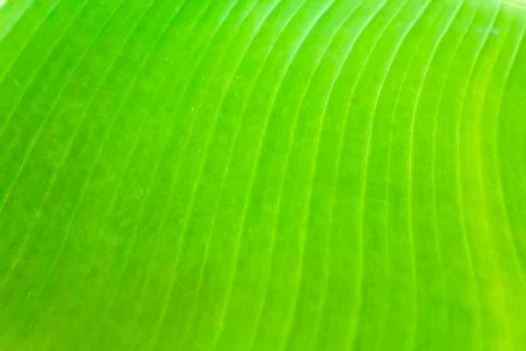 Banana leaf texture Stock Photos