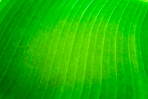 Banana leaf texture Stock Photos