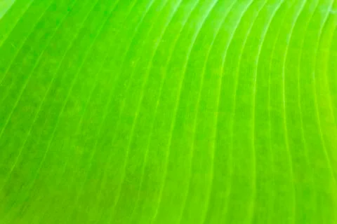 Banana leaf texture Stock Photos