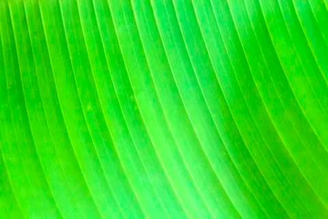 Banana leaf texture Stock Photos