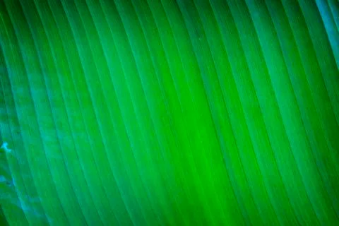Banana leaf texture Stock Photos