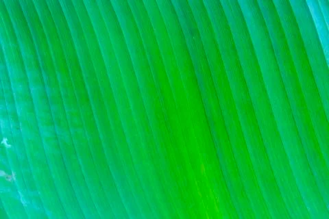 Banana leaf texture Foto stock