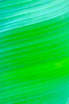 Banana leaf texture Stock Photos