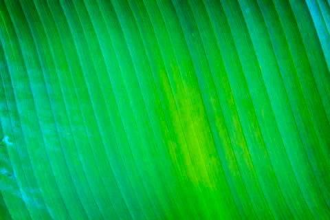 Banana leaf texture Stock Photos