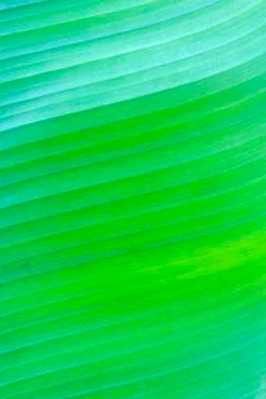 Banana leaf texture Stock Photos