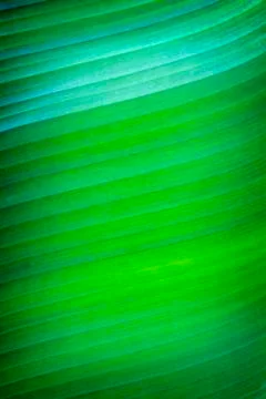 Banana leaf texture Foto stock