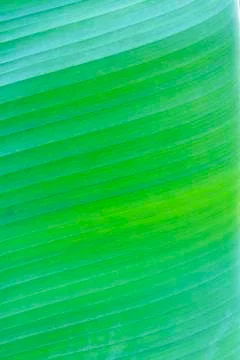 Banana leaf texture Stock Photos