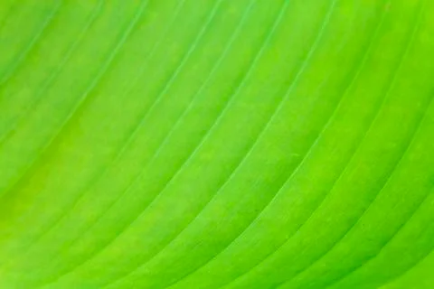 Banana leaf texture Stock Photos