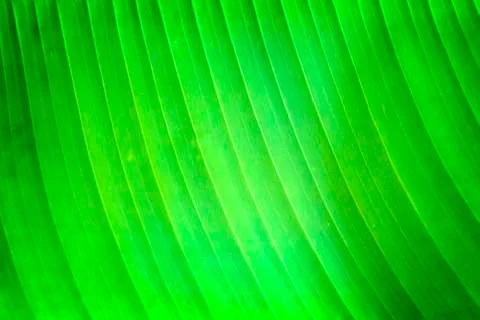 Banana leaf texture Stock Photos