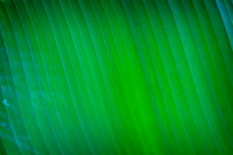 Banana leaf texture Stock Photos