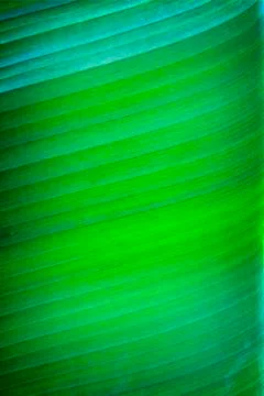 Banana leaf texture Stock Photos
