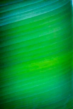 Banana leaf texture Stock Photos