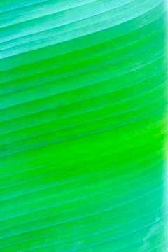Banana leaf texture Stock Photos