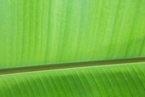 Banana leaf texture Stock Photos