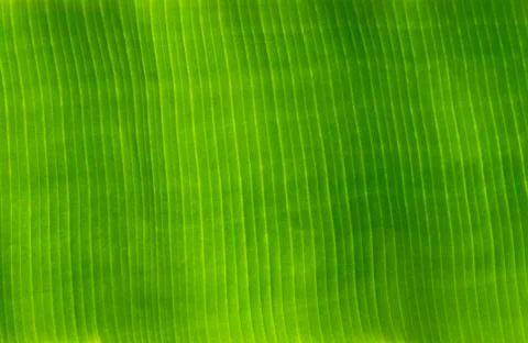 Banana leaf texture Stock Photos