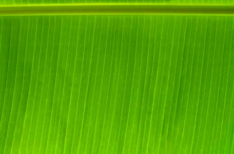 Banana leaf texture Stock Photos