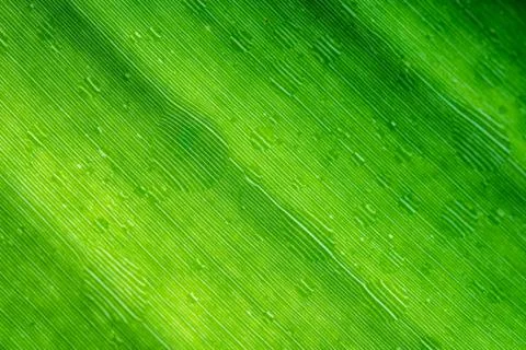 Banana leaf texture Foto stock