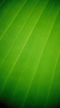Banana leaf texture Stock Photos