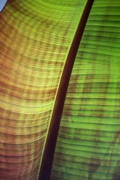 Banana leaf texture Stock Photos