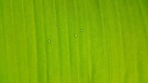 Banana leaf texture Stock Photos