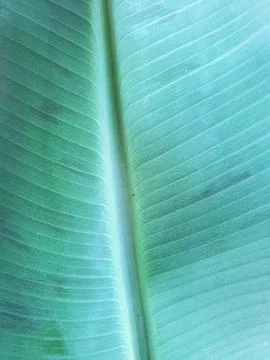Banana Leaf Texture Stock Photos