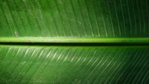 Banana leaf texture Fotos Stock