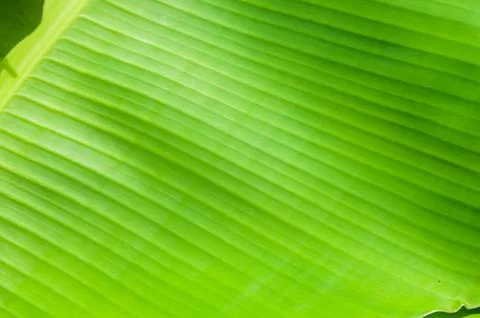 Banana leaf textures and patterns Stock Photos