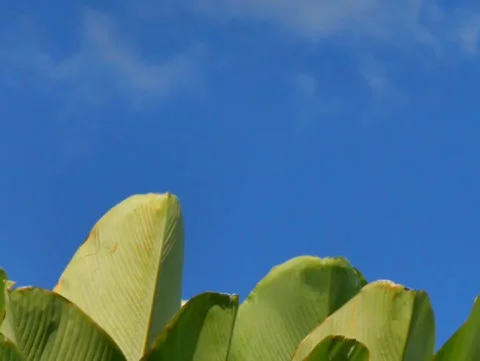 Banana leaf tips swaying in the wind, with a blue sky and clouds moving across. 스톡 동영상 319419036