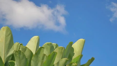 Banana leaf tips swaying in the wind, with a blue sky and clouds moving across. 스톡 동영상 319419067