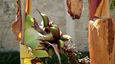 Banana leaf on tree with brick wall in the background, dolly out Stock Footage 239016777