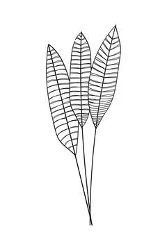 Banana leaf. Tropical leaf. Vector illustration banana leaves . Stock Illustration