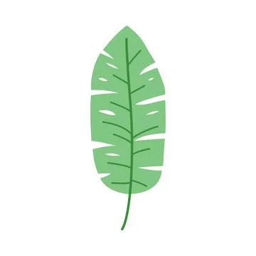 Banana leaf vector flat tropical botanical element isolated design graphic 스톡 일러스트