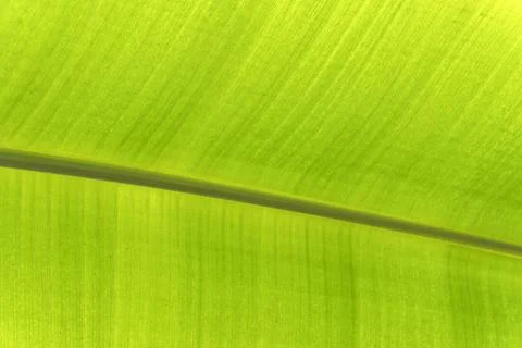 Banana leaf with visible midrib structure Stock Photos