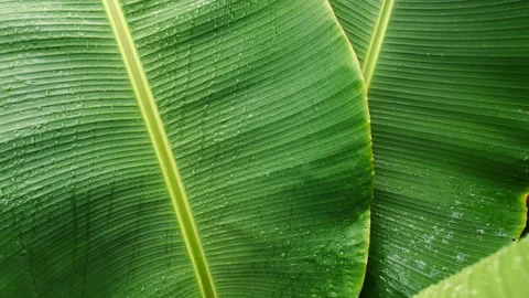 Banana leaf with water drops Stock Footage 230090945