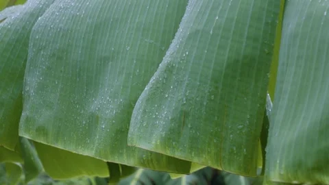 Banana Leaf Wet Texture Detail Stock Footage 338358024
