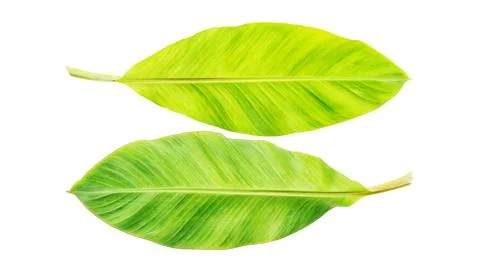Banana leaf on a white background. Stock Photos
