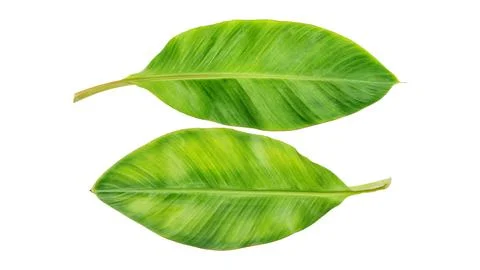 Banana leaf on a white background. Stock Photos