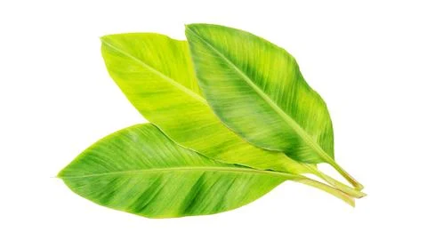 Banana leaf on a white background. Stock Photos