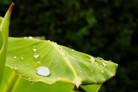 Banana leaves and dew. Stock Photos