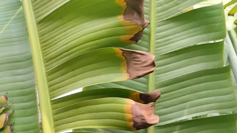 Banana leaves dry at the tips Видео 310868652