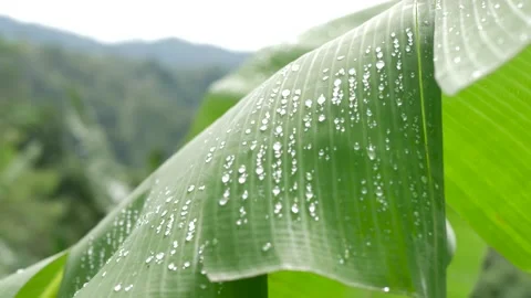 Banana leaves. Vídeo Stock 150560734
