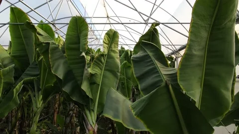 Banana leaves Stock Footage 172262160