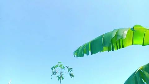 Banana leaves Stock Footage 290918434