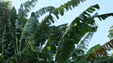 Banana leaves Stock Footage 338027118