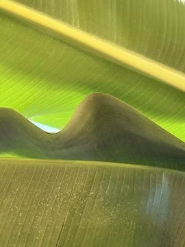 Banana leaves overlapping creating pattern with sunlight highlighting textu.. Stock Photos