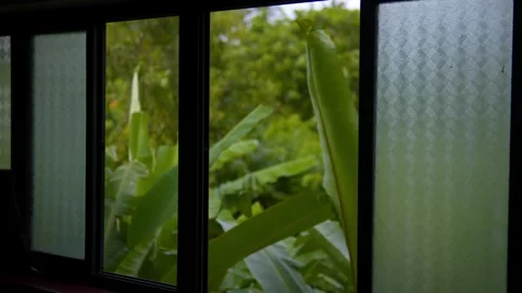 Banana Leaves Seen Through Window From Dark Interior Stock Footage 346609853