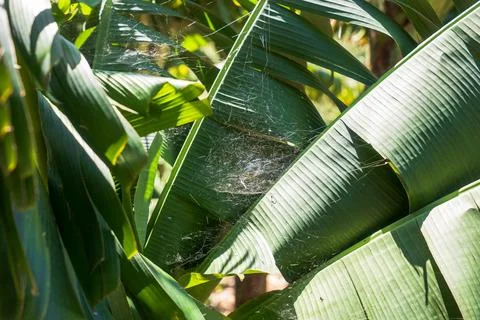 Banana leaves with spider web patterns in Madeira subtropical gardens 스톡 사진