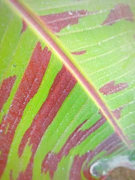 Banana leaves with unique patterns Stock Photos