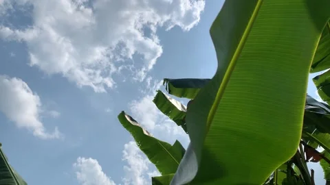 Banana leaves in the wind under the blue sky Stock Footage 148721753
